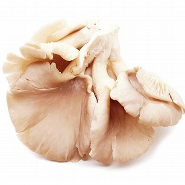 Phoenix tail Mushroom (Punnet) - 风尾菇/盒